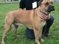 Dogue majorquin Dogue majorquin